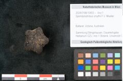 Foto (Objekt + Etikett) von Spondylostrobus smythii F.V. Mueller (NHMW-GEO-2024-0188-10403)